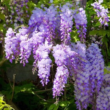 Wisteria sinensis Caroline - 2 ltr pot