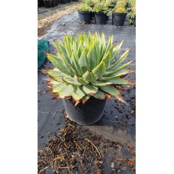 Aloe polyphylla