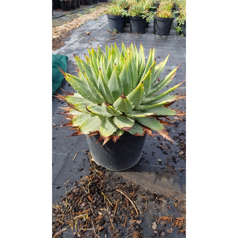 Aloe polyphylla