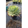 Aloe polyphylla
