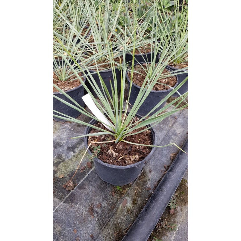 Yucca thompsoniana Yucca thompsoniana