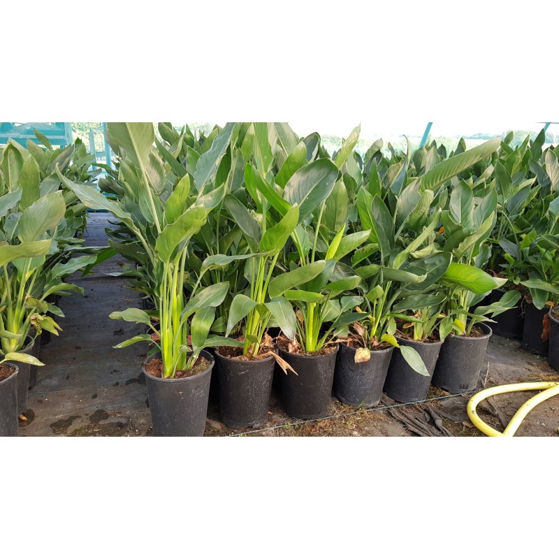 Strelitzia reginae Strelitzia reginae