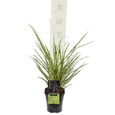 Miscanthus sinensis Gold Breeze - hauteur totale 55-65 cm - pot 2 ltr