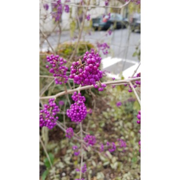 Callicarpa bodinieri 'Profusion'