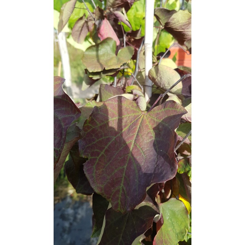 Cercis canadensis 'Forest Pansy' Cercis canadensis 'Forest Pansy'