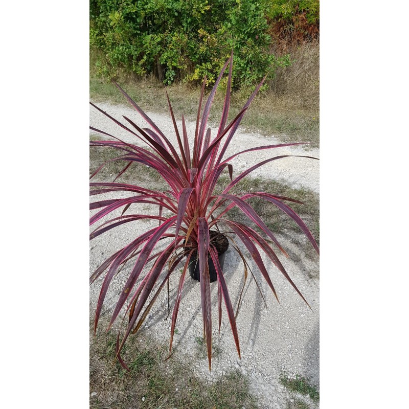 Cordyline australis 'Charly boy' Cordyline australis 'Charly boy'