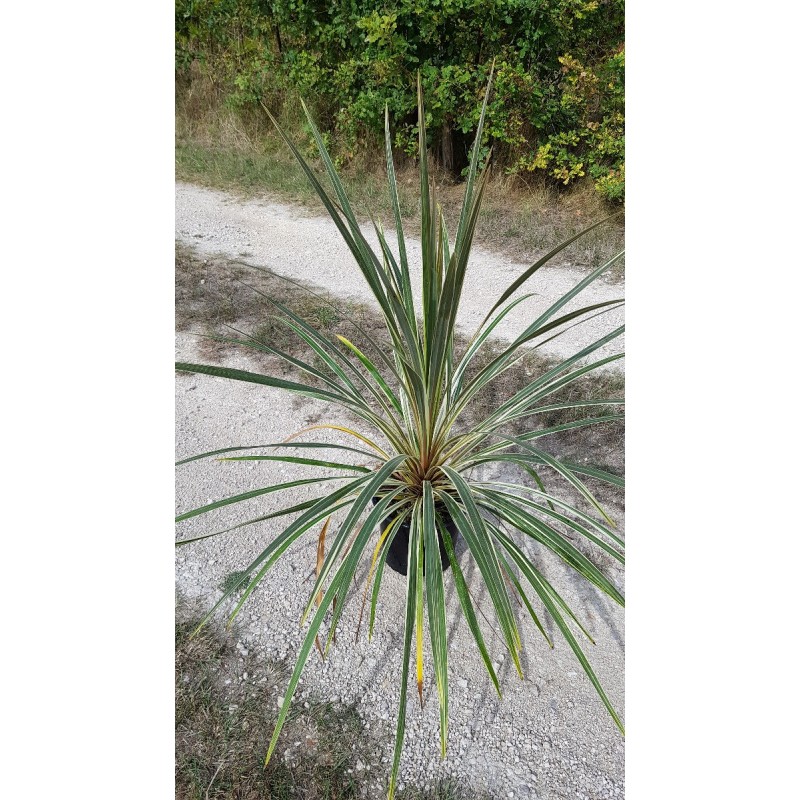 Cordyline australis 'Torbay Dazzler' Cordyline australis 'Torbay Dazzler'