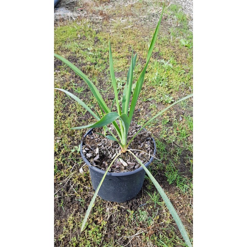 Yucca filamentosa Yucca filamentosa