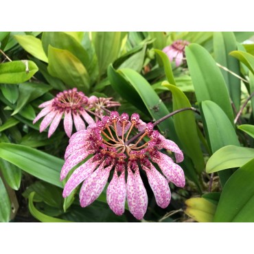 Bulbophyllum eberhardtii
