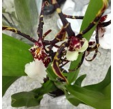 Brassidium 'Kenneth Bivin'