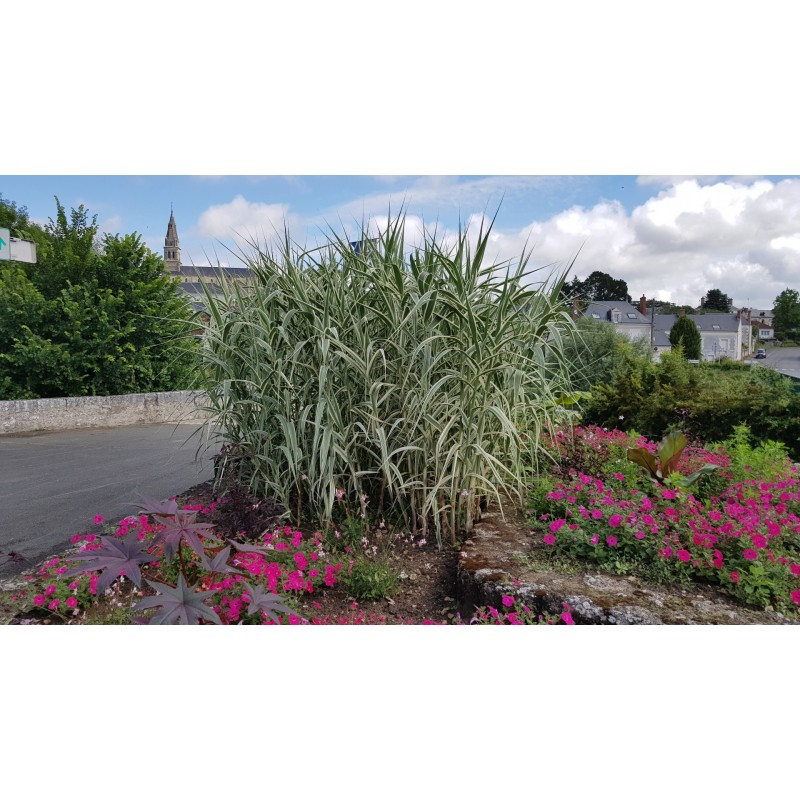 Arundo donax 'Variegata' Arundo donax 'Variegata'