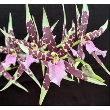 Miltassia 'Petit Pierre'