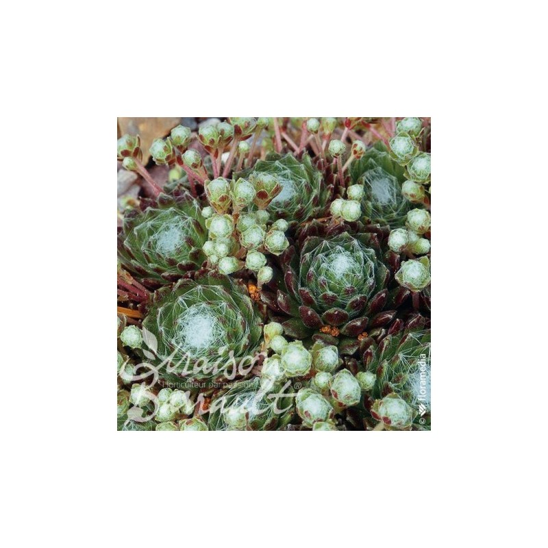 Sempervivum x arachnoideum Sempervivum x arachnoideum