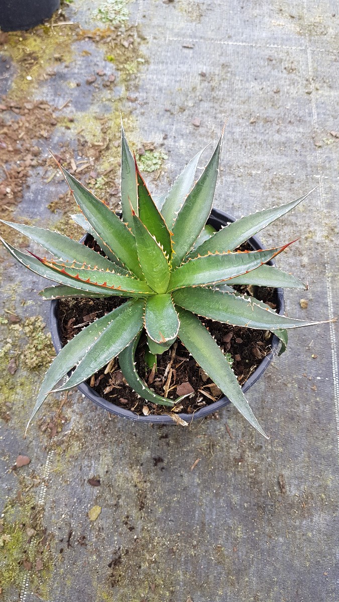 Agave garciae-mendozae