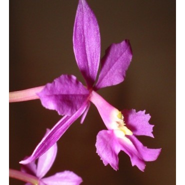 Epidendrum purple