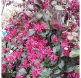 Loropetalum chinensis 'Rouge de La Majorie'Â®