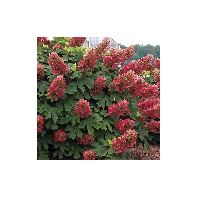 Hydrangea quercifolia 'Ruby Slippers' Hydrangea quercifolia 'Ruby Slippers'