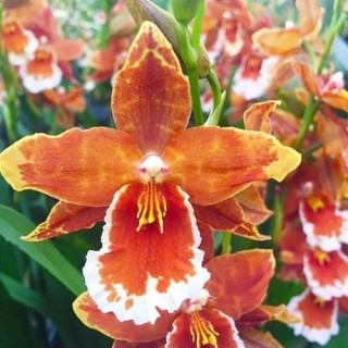 Odontoglossum inferno