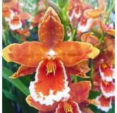 Odontoglossum inferno