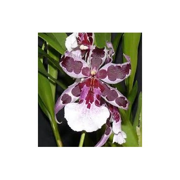 Beallara Gothic