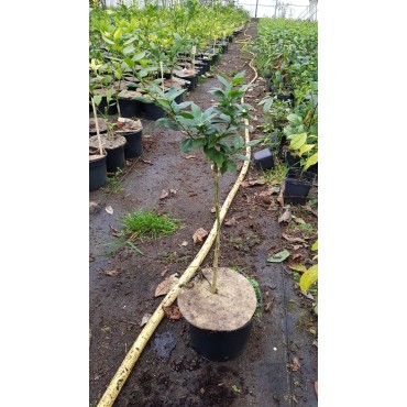 Citrus myrtifolia