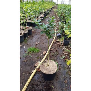 Citrus myrtifolia