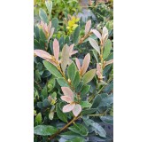 Distylium hybride Blue Cascade