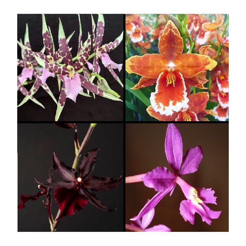 Box Orchidée Fleurit Box Orchidée Fleurit
