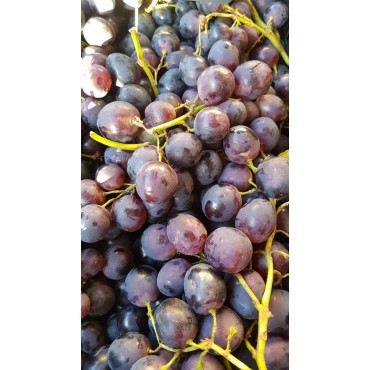 Vitis vinifera 'Alphonse lavallÃ©e' / Vigne 'Alphonse LavallÃ©e'