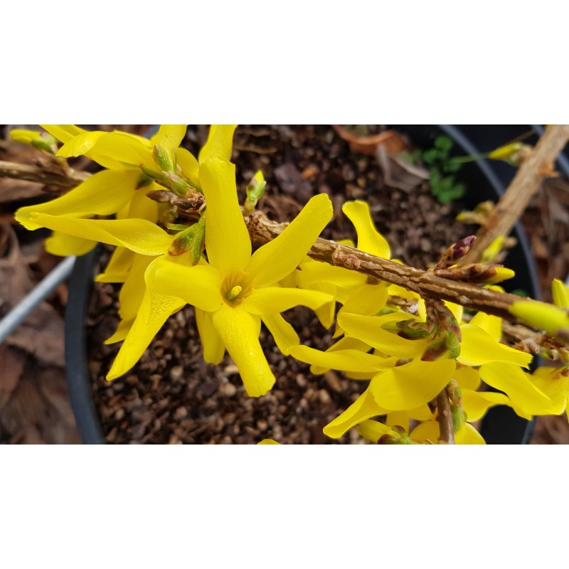 Forsythia x intermedia Marée d'Or® 'Courtasol' / Mimosa de Paris couvre-sol Forsythia x intermedia Marée d'Or® 'Courtasol' / Mimosa de Paris couvre-sol