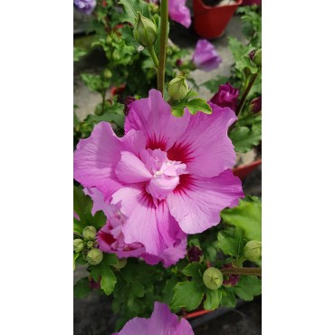 Hibiscus syriacus EruptionÂ® 'Mineru'/ AlthÃ©a rose violacÃ©