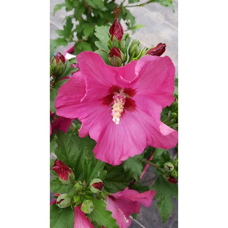 Hibiscus syriacus Sup'Bridge® 'Minsyrou17'/ Althéa rouge foncé Hibiscus syriacus Sup'Bridge® 'Minsyrou17'/ Althéa rouge foncé