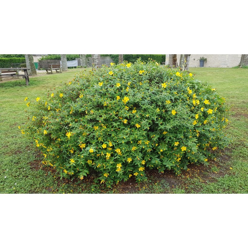 Hypericum (x) calycinum 'Hidcote' / Millepertuis arbustif 'Hidcote' Hypericum (x) calycinum 'Hidcote' / Millepertuis arbustif 'Hidcote'