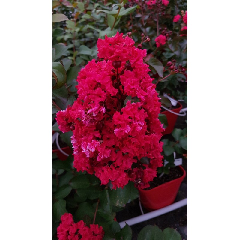 Lagerstroemia indica DYNAMITE 'Whit II' / Lilas des Indes DYNAMITE 'Whit II' Lagerstroemia indica DYNAMITE 'Whit II' / Lilas des Indes DYNAMITE 'Whit II'