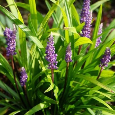Liriope muscari Moneymaker - hauteur totale 30-40 cm - pot 2 ltr