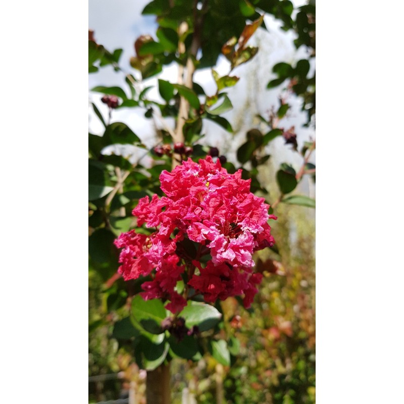 Lagerstroemia indica 'Red Imperator' / Lilas des Indes 'Red Imperator' Lagerstroemia indica 'Red Imperator' / Lilas des Indes 'Red Imperator'