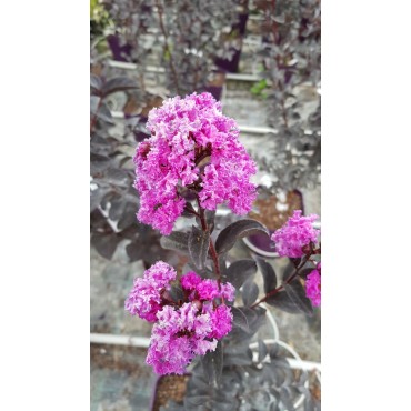 Lagerstroemia indica BLACK SOLITAIREÂ® 'Purely Purple' / Lilas des Indes violet Ã  feuilles pourpres