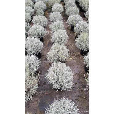 Lavandula x intermedia 'Dutch' / Lavandin 'Dutch'