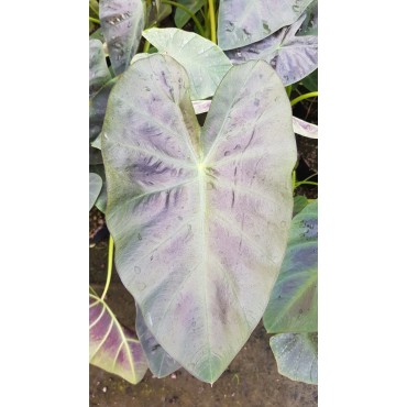 Colocasia esculenta ROYAL HAWAIIANÂ® 'Aloha' / Oreille d'Ã©lÃ©phant gÃ©ante couleur violet Ã  nervure centrale vert clair