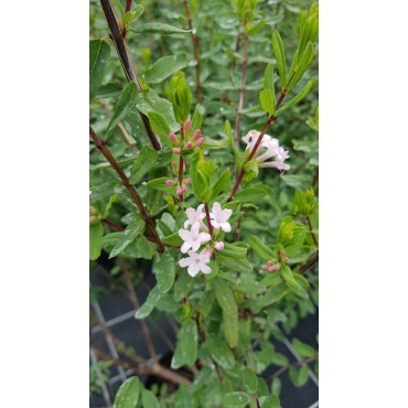 Lonicera syringantha / ChÃ¨vrefeuille Ã  fleurs de lilas