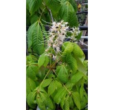 Aesculus parviflora / Pavier blanc