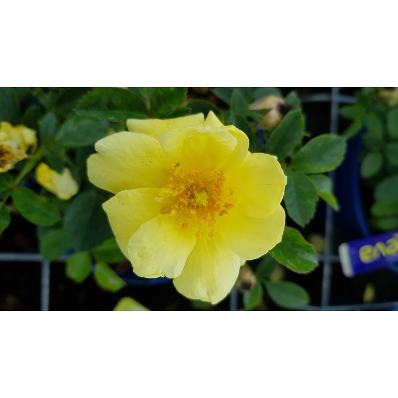 DECOROSIER SUNEVA® 'Noalesa' / Rosier paysager jaune SUNEVA® DECOROSIER SUNEVA® 'Noalesa' / Rosier paysager jaune SUNEVA®