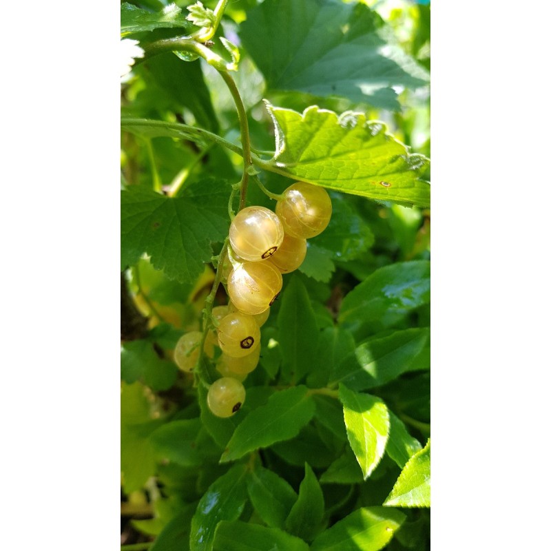 Ribes rubrum 'Versaillaise Blanche' / Groseillier à grappes 'Versaillaise Blanche' Ribes rubrum 'Versaillaise Blanche' / Groseillier à grappes 'Versaillaise Blanche'