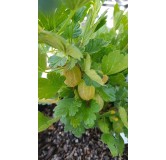 Ribes uva crispa 'Lady Delameen' / Groseillier Ã  maquereau  'Lady Delameen'