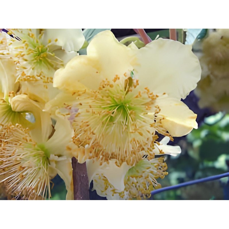 Actinidia deliciosa 'Tomuri' / Kiwi 'Tomuri' (MÃ¢le)