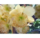 Actinidia deliciosa 'Tomuri' / Kiwi 'Tomuri' (MÃ¢le)