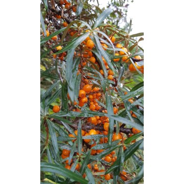 Hippophae rhamnoides 'Friesdorfer Orange' / Argousier autofertile