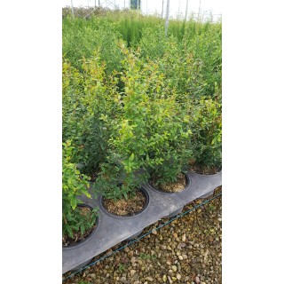 Punica granatum 'Parfianca' / Grand grenadier à fruit / Conteneur de 3 à 4 litres