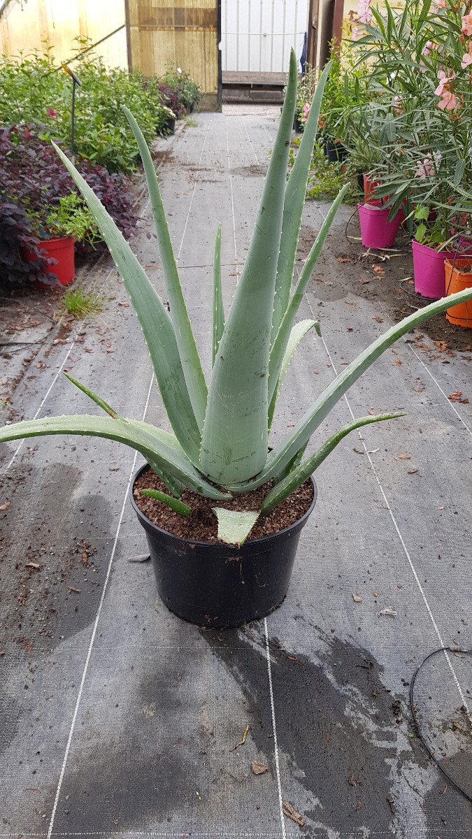 belle aloe vera 2.5