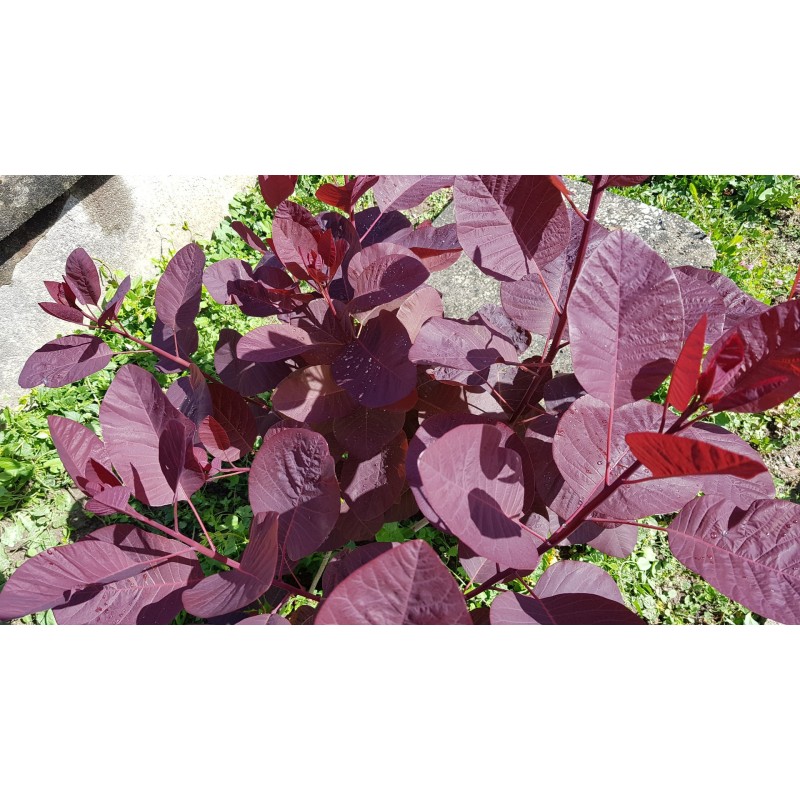 Cotinus x 'Grace' / Arbre à perruque Cotinus x 'Grace' / Arbre à perruque